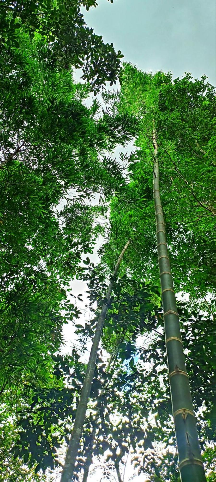 Hotel Ecologico Makalombia La Macarena Luaran gambar