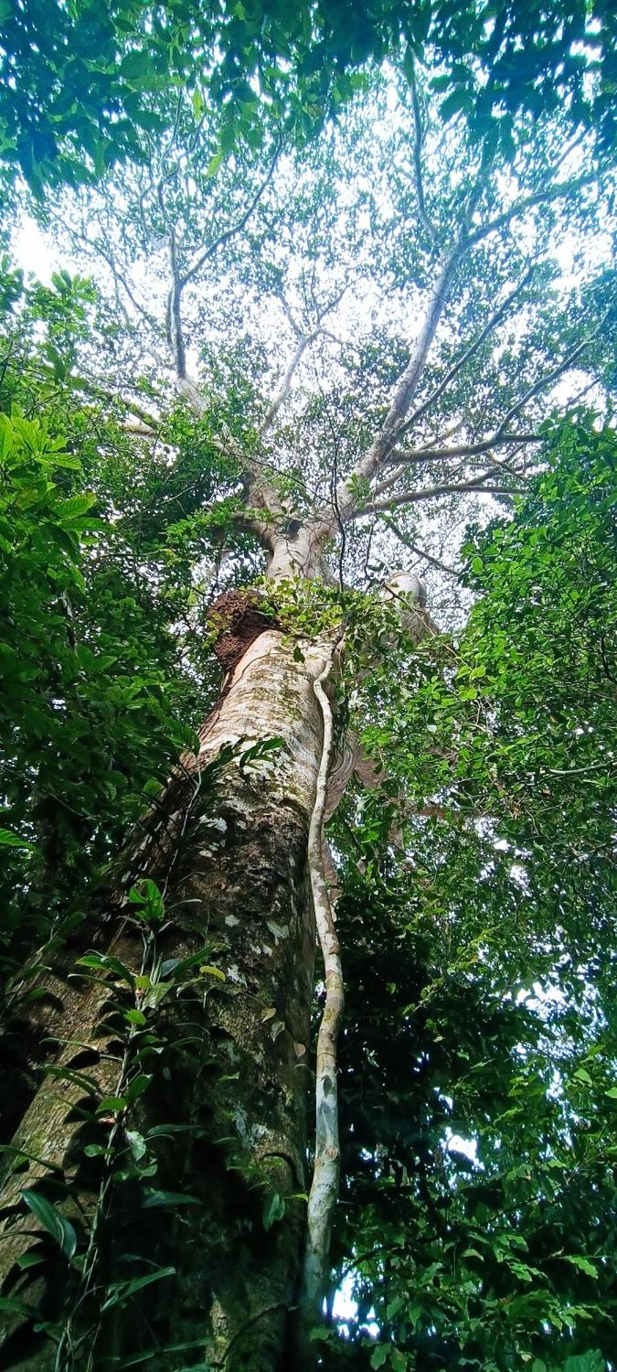 Hotel Ecologico Makalombia La Macarena Luaran gambar